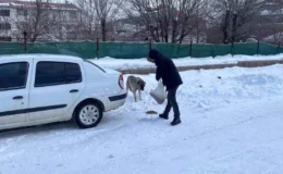 Karlıova’da Sokak Hayvanlarına Destek