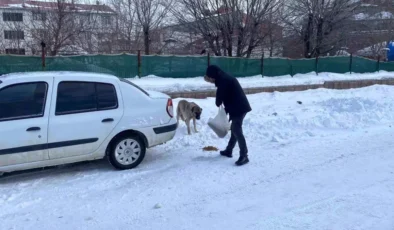 Karlıova’da Sokak Hayvanlarına Destek