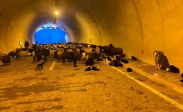 Hopa’da Kar Yağışı Ahırı Çöktürdü