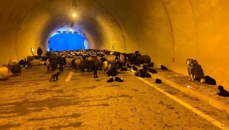Hopa’da Kar Yağışı Ahırı Çöktürdü